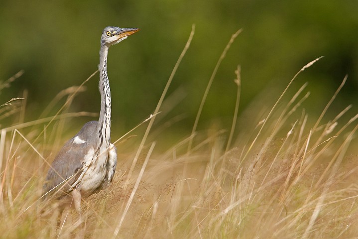 Graureiher Ardea cinerea